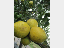 Frutti di limone